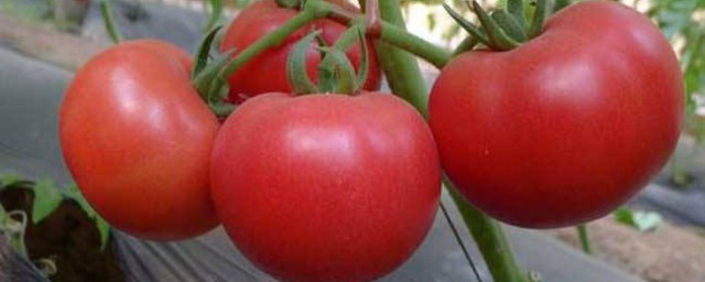 西紅柿膨果配方是什麼 西紅柿如何膨果