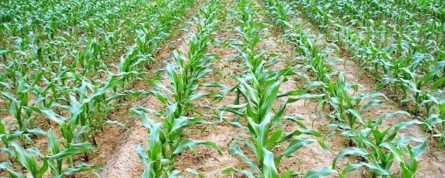 8月份能種玉米嗎 需要看是在哪個地區