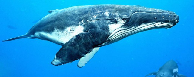 座頭鯨和藍鯨哪個大 它是已知體積最大動物