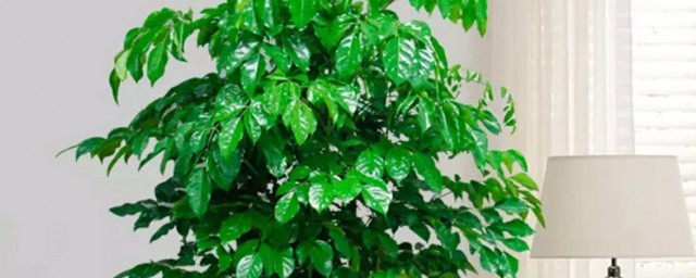 幸福樹怎麼養葉子綠油油 幸福樹如何養殖可以使葉子綠油油的