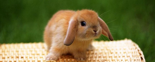 賓尼垂耳兔的壽命 究竟有多長呢？