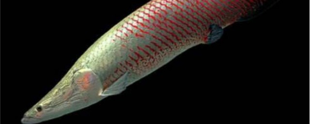 巨骨舌魚可以冷水養嗎 冷水養殖會不會對其造成傷害？