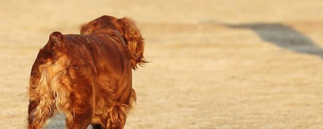 田野小獵犬的壽命 快來瞭解一下