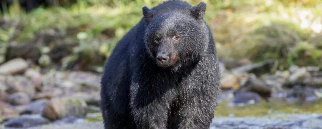夢見被黑熊追 是有什麼征兆嗎？