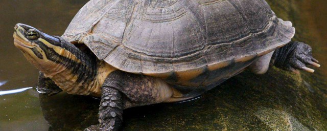 安南龜的壽命 不是所有的龜都壽命長
