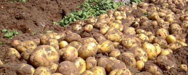 南方土豆幾月份種植 農作物小知識