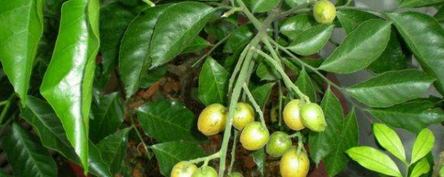 黃皮果樹種植技術 黃皮果樹如何種植