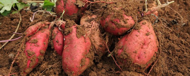 紅薯用什麼復合肥 農村隨處可見這種食物