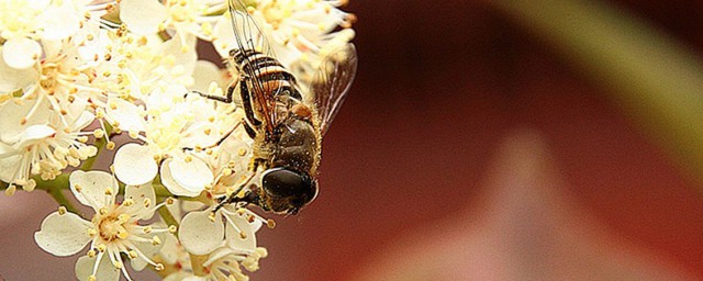 誘蜂藥的配方 在自己老傢養養蜜蜂