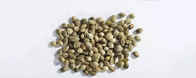 火麻茶的作用與功效 含有豐富的蛋白質