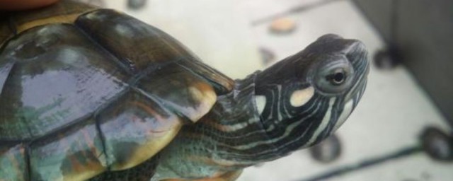 紅紋錦龜飼養方法 紅紋錦龜怎麼養