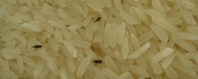 大米已經生蟲怎麼滅殺 教你怎樣解決大米生蟲問題