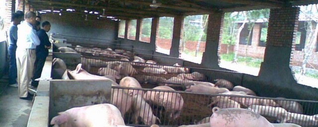 關於生豬養殖的國傢政策 最新政策