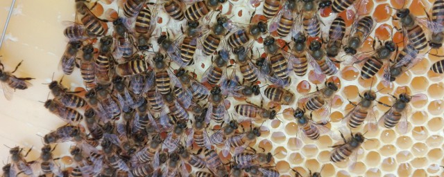 風油精收蜂方法 野外蜜蜂捕捉方案