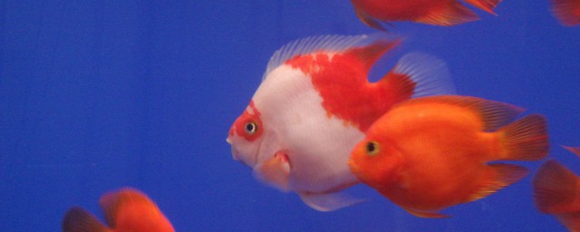 鸚鵡魚眼睛凸出來是什麼病 鸚鵡魚眼睛凸出怎麼治