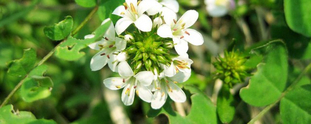白花丁香怎麼養 白丁香的種植與養殖方法介紹