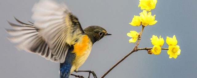 什麼種子靠鳥兒傳播 大自然的現象你瞭解多少
