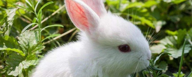 小白兔的外貌特征 分享其外形特征介紹