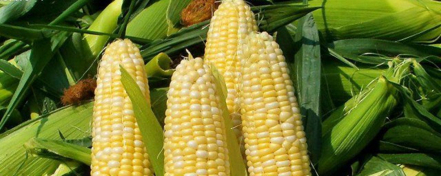 玉米成熟期註意事項 有哪些需要註意的