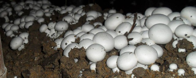 四孢蘑菇的做法 大傢可以學習一下
