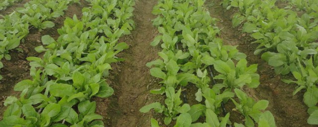 萵筍種植技術和用肥料方法 整地施肥技巧