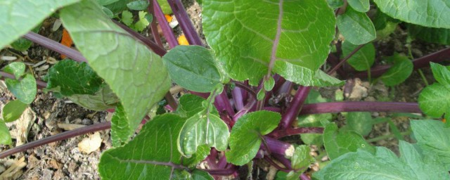 紅菜苔的種植方法 育苗期要花心思