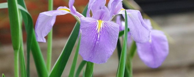 紫羅蘭啥時間扦插 春季夏季都可以