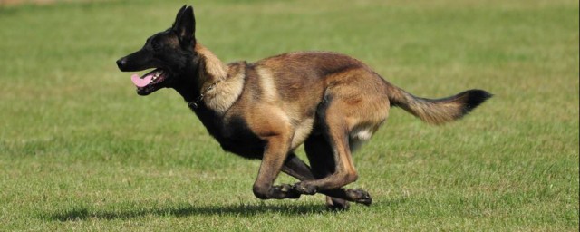 怎麼鍛煉馬犬彈跳 訓練馬犬彈跳的方法