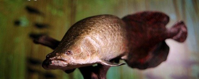 巨骨舌魚可以養嗎 巨骨舌魚怎麼養
