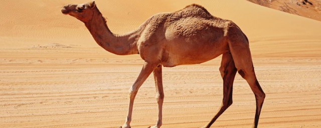 駱駝腳掌利於沙漠行走的特點 都有什麼特點