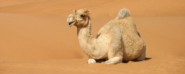 駱駝腳掌利於沙漠行走的特點 駱駝的腳有什麼特點