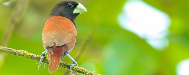 栗腹文鳥的壽命有多長 栗腹文鳥能活多少年