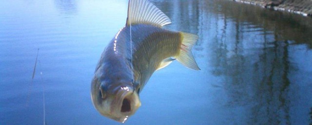 初秋釣鯽魚一般釣多深 不宜過深哦