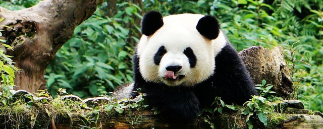 大熊貓像什麼 大熊貓像熊還是像貓