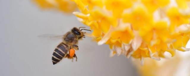 怎樣養蜜蜂 如何才能養好蜜蜂
