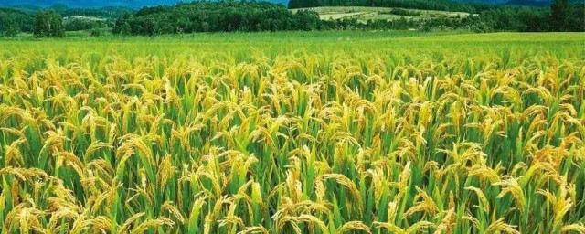 水稻空癟粒防治方法 來學習下