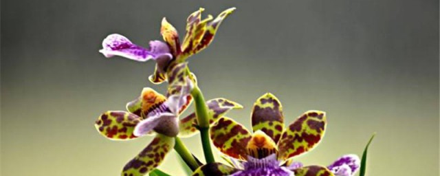 紫香蘭養殖方法 它怎麼繁殖