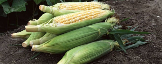鮮玉米怎樣保存得更久 介紹兩種簡便方法