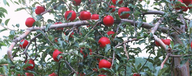 蘋果樹上的紙代什麼時候拿下來最好 農產品須知