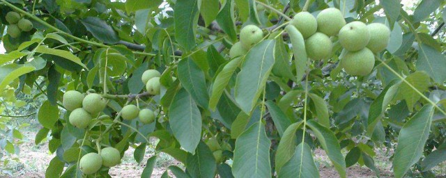 核桃樹的養殖方法 下面就核桃樹的養殖方法介紹一下