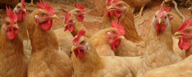 什麼是三黃雞與普通雞有什麼區別 三黃雞的特點是什麼