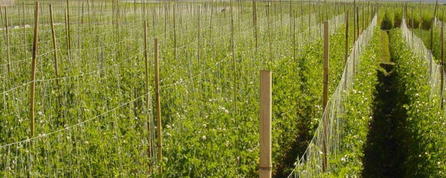 荷蘭豆栽培技術 荷蘭豆種植知多少