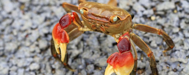 螃蟹可以冷凍多長時間 可以冷凍保存嗎
