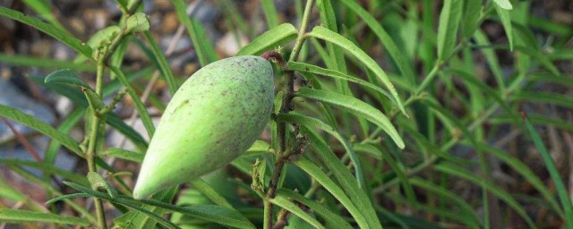 地稍瓜有什麼用 為大傢專門介紹一下.