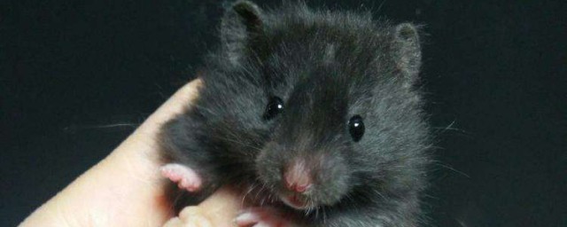 黑熊倉鼠飼養方法 有幾個問題一定要註意