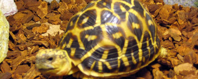 緬甸星龜飼養方法 有什麼需要註意的嗎