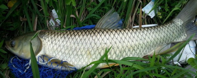 9月份釣草魚技巧 9 月草魚如何釣