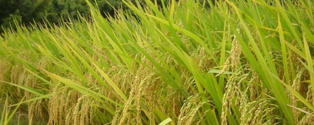 水稻磷酸二氫鉀啥時候噴 讓水稻大量增產