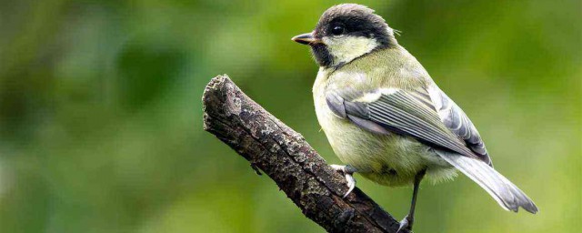 房子上的鳥糞掉在頭上什麼預兆 鳥糞掉在頭上怎麼辦