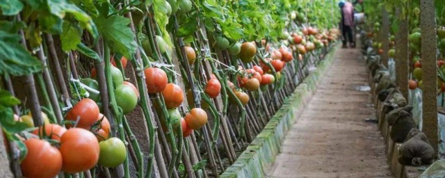 大棚西紅柿種植與管理技術 菜農的種植方法